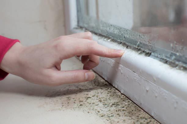 Best Attic Mold Removal  in Homewood, SC